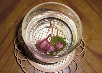 さくら酒 冷酒 ¥600